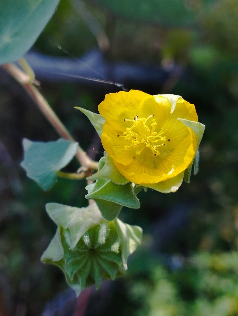 Abutilon simulans photo 3