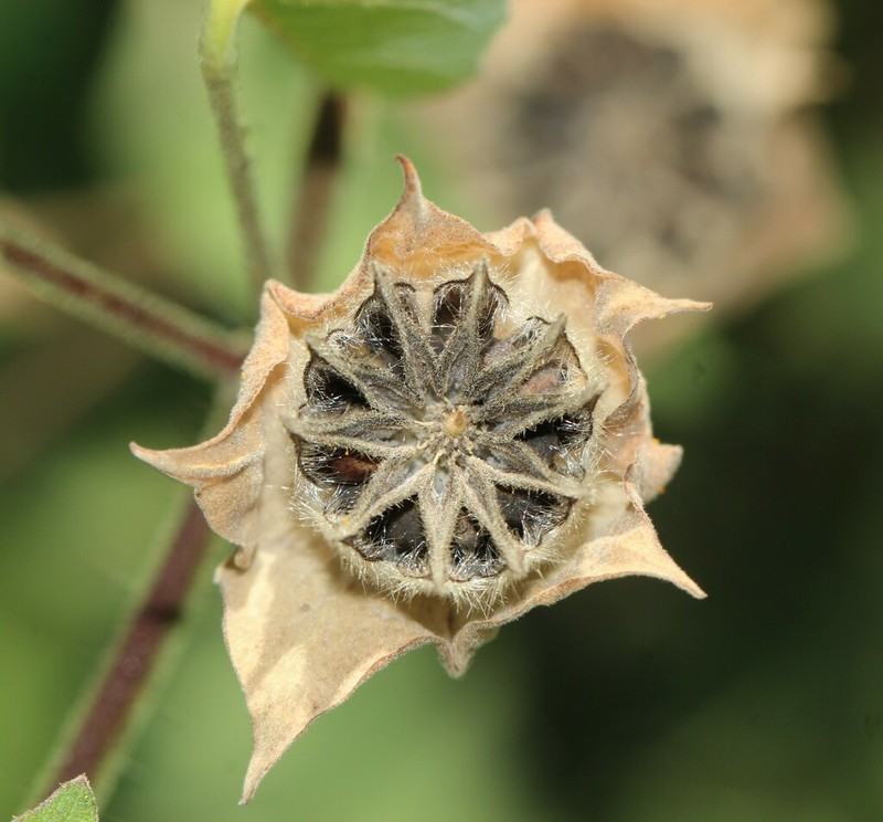 Abutilon simulans photo 6