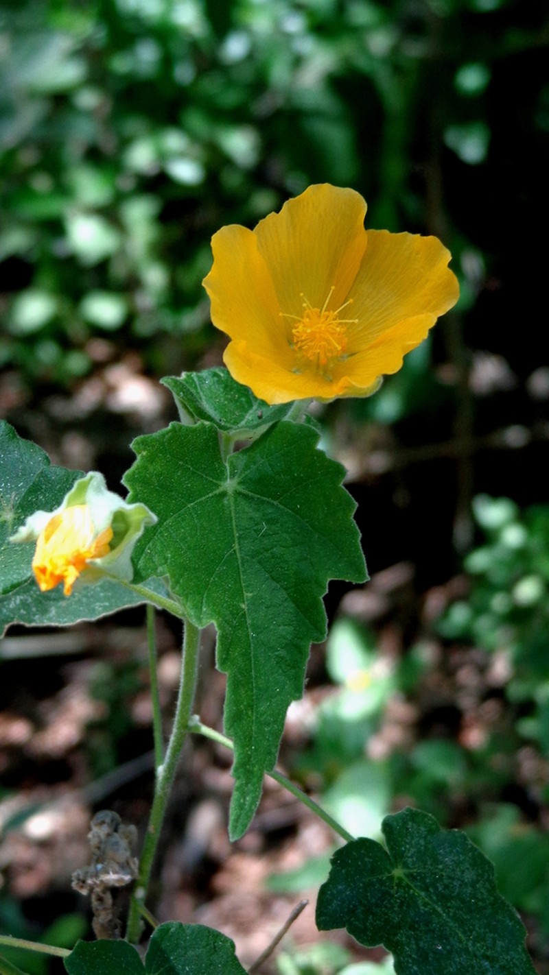 Abutilon simulans photo 7
