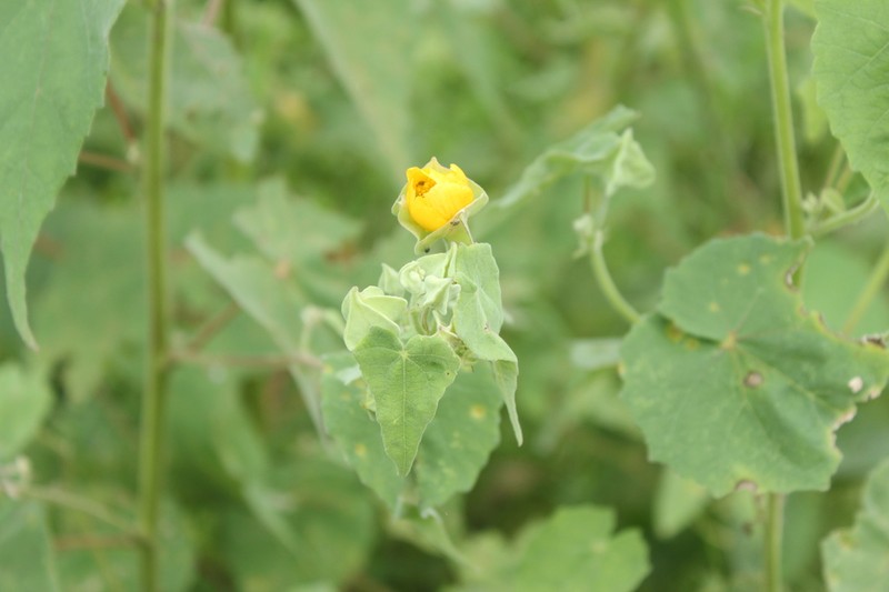 Abutilon simulans photo 8
