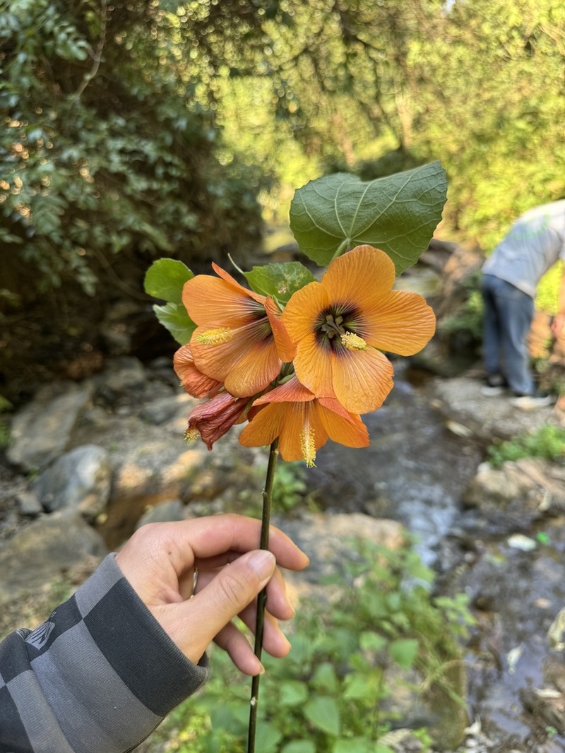 Abutilon sinense