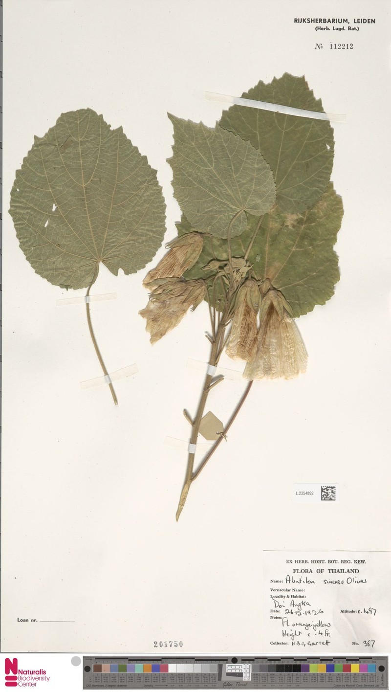 Abutilon sinense photo 3