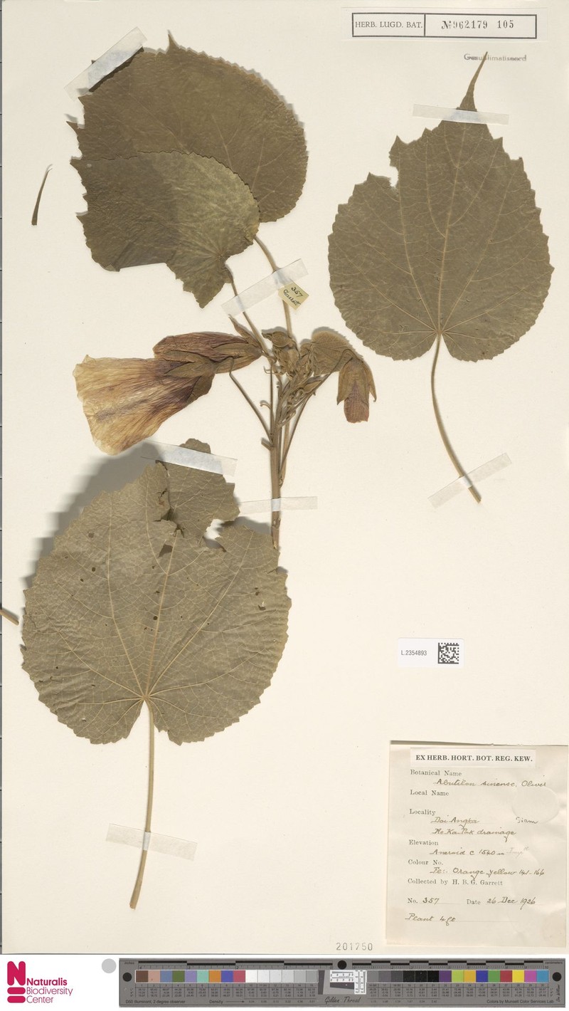 Abutilon sinense photo 4