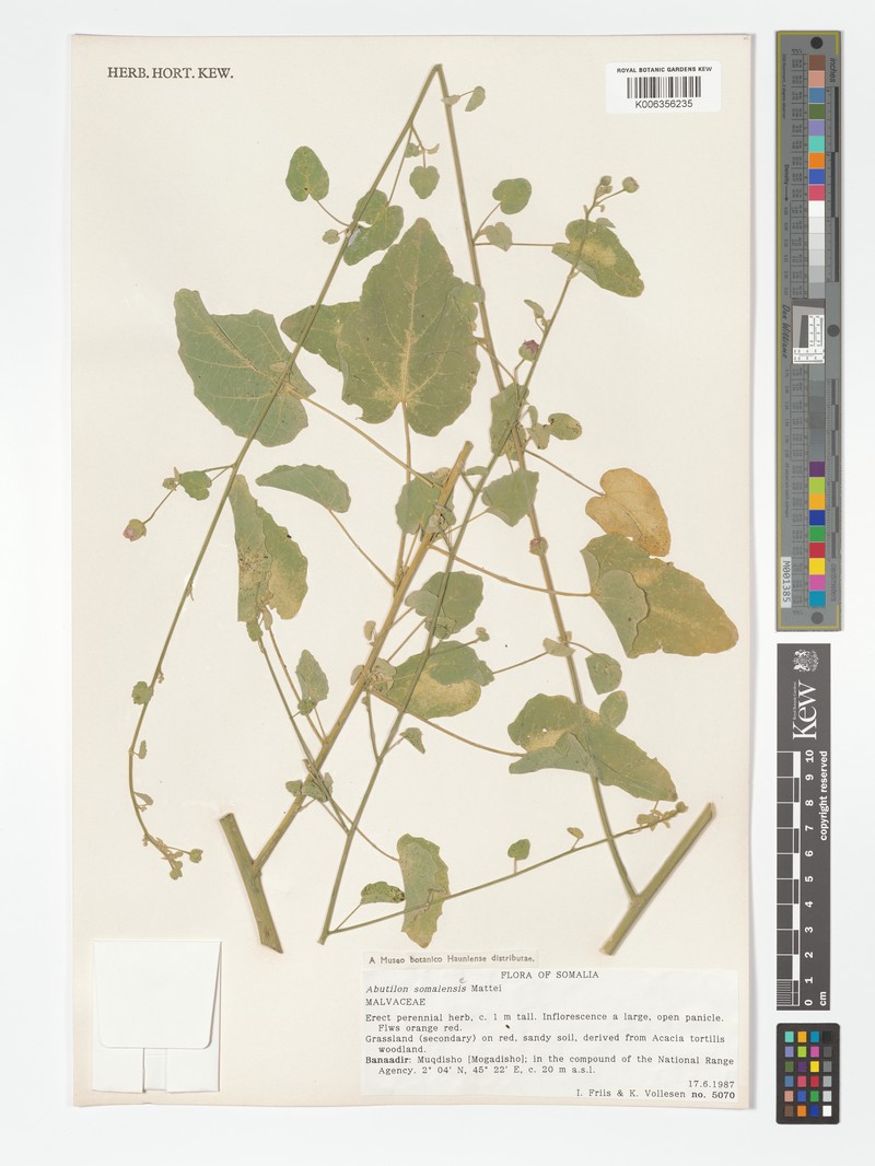 Abutilon somalense