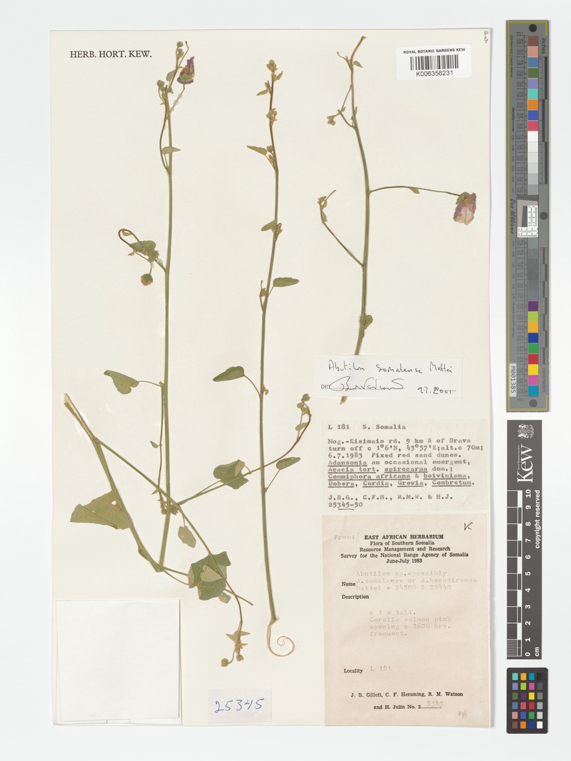 Abutilon somalense photo 2