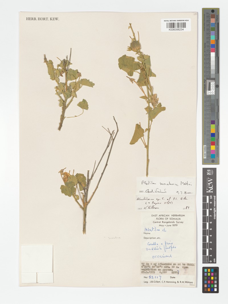 Abutilon somalense photo 3