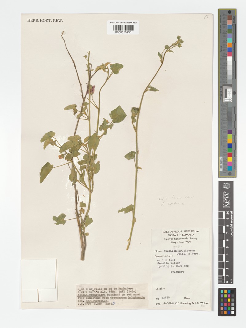 Abutilon somalense photo 4