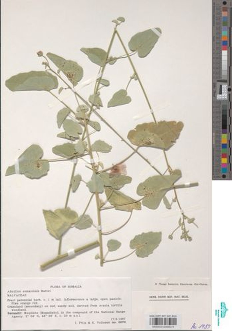 Abutilon somalense photo 5