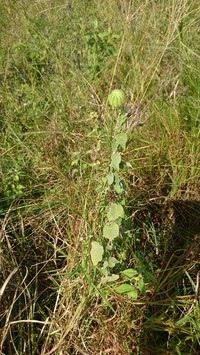 Abutilon sonneratianum