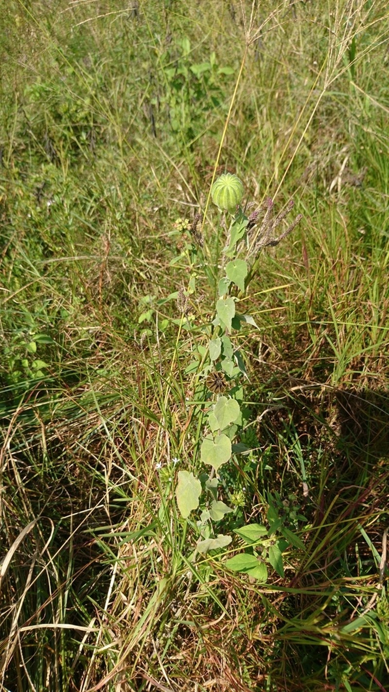 Abutilon sonneratianum