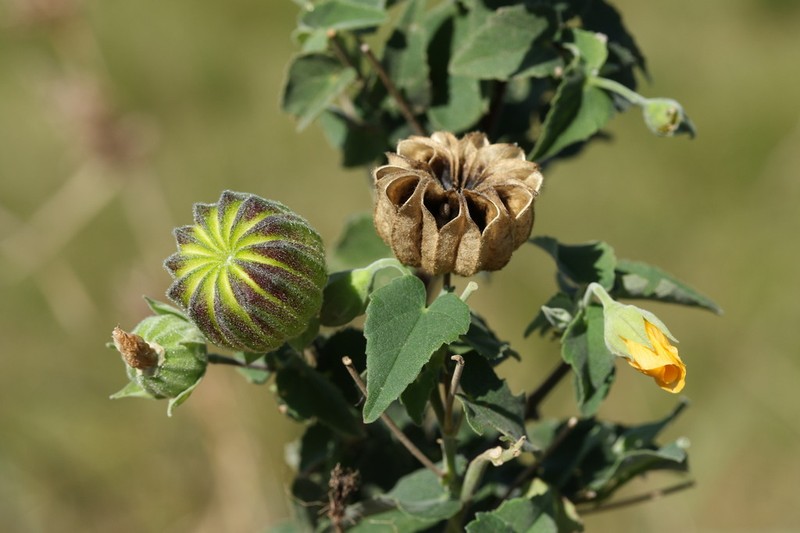 Abutilon sonneratianum photo 2