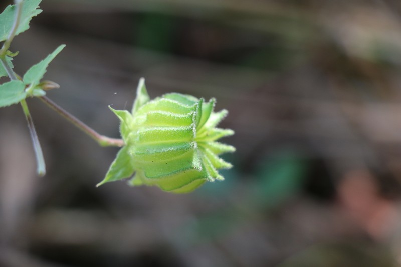 Abutilon sonneratianum photo 3
