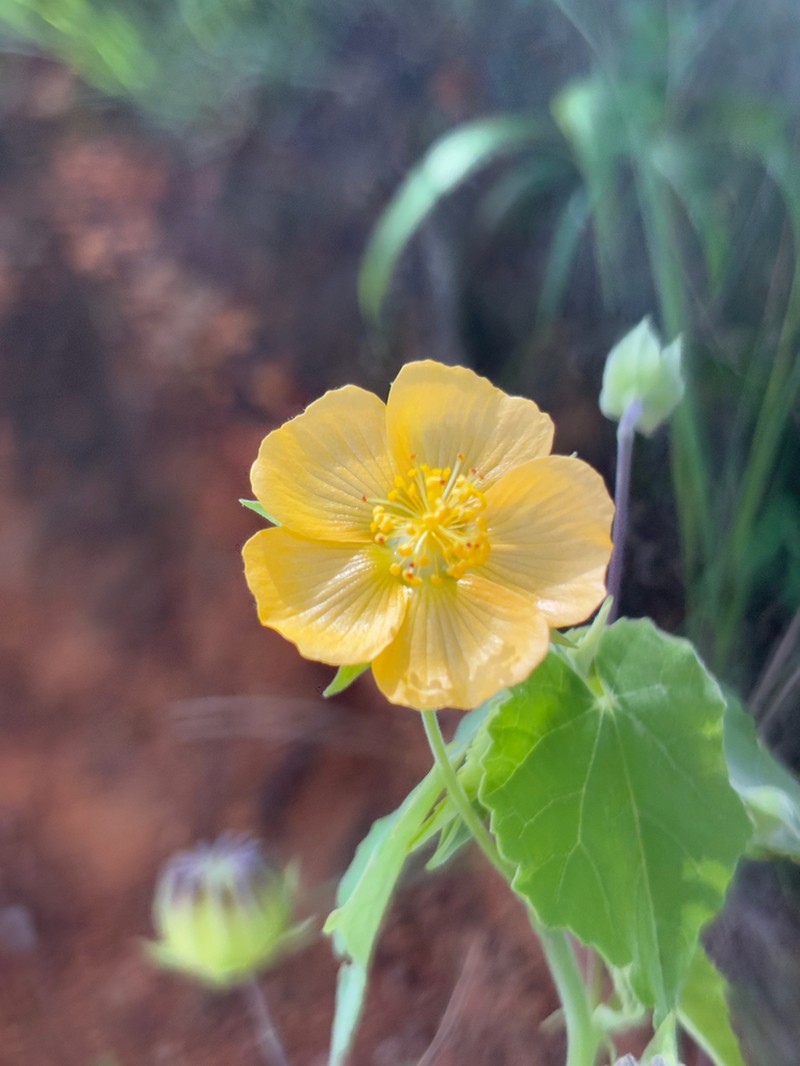 Abutilon sonneratianum photo 6