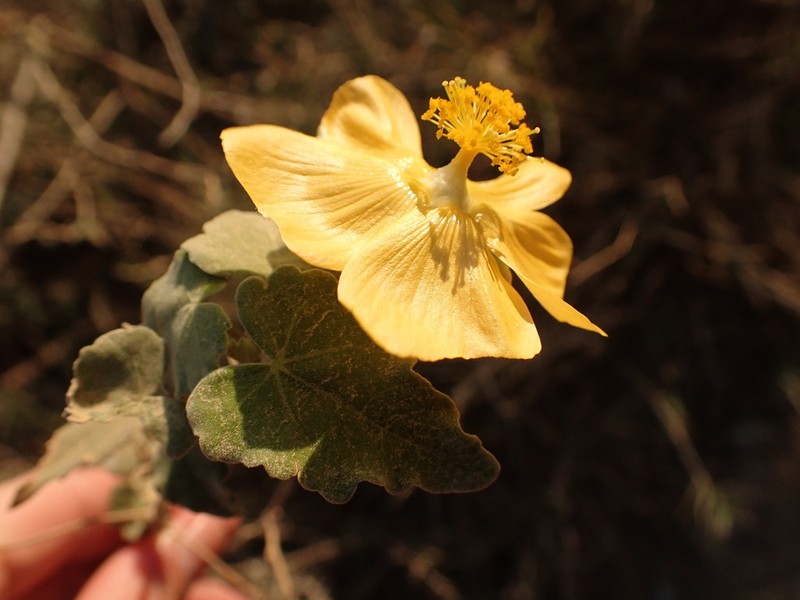 Abutilon sonneratianum photo 7