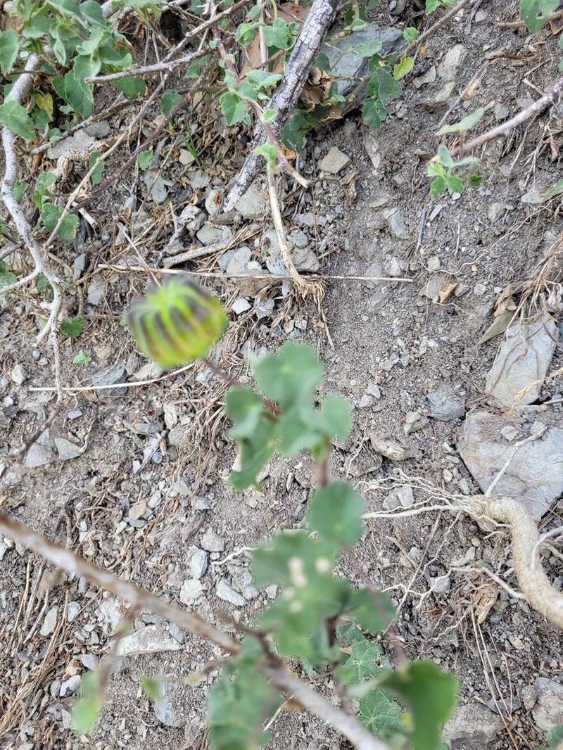 Abutilon sonneratianum photo 8