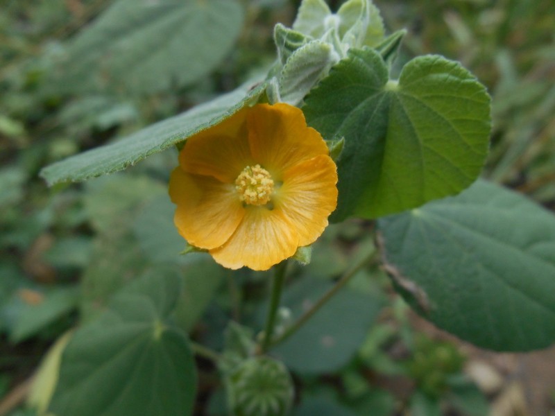 Abutilon sphaerostaminum