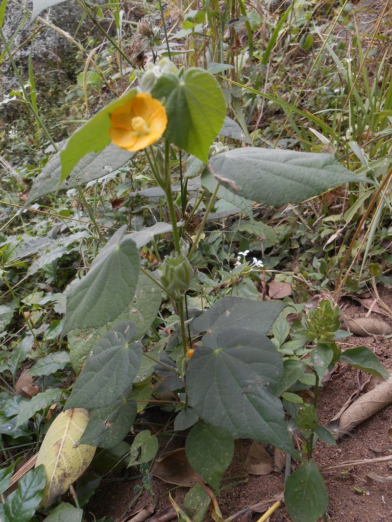 Abutilon sphaerostaminum photo 2