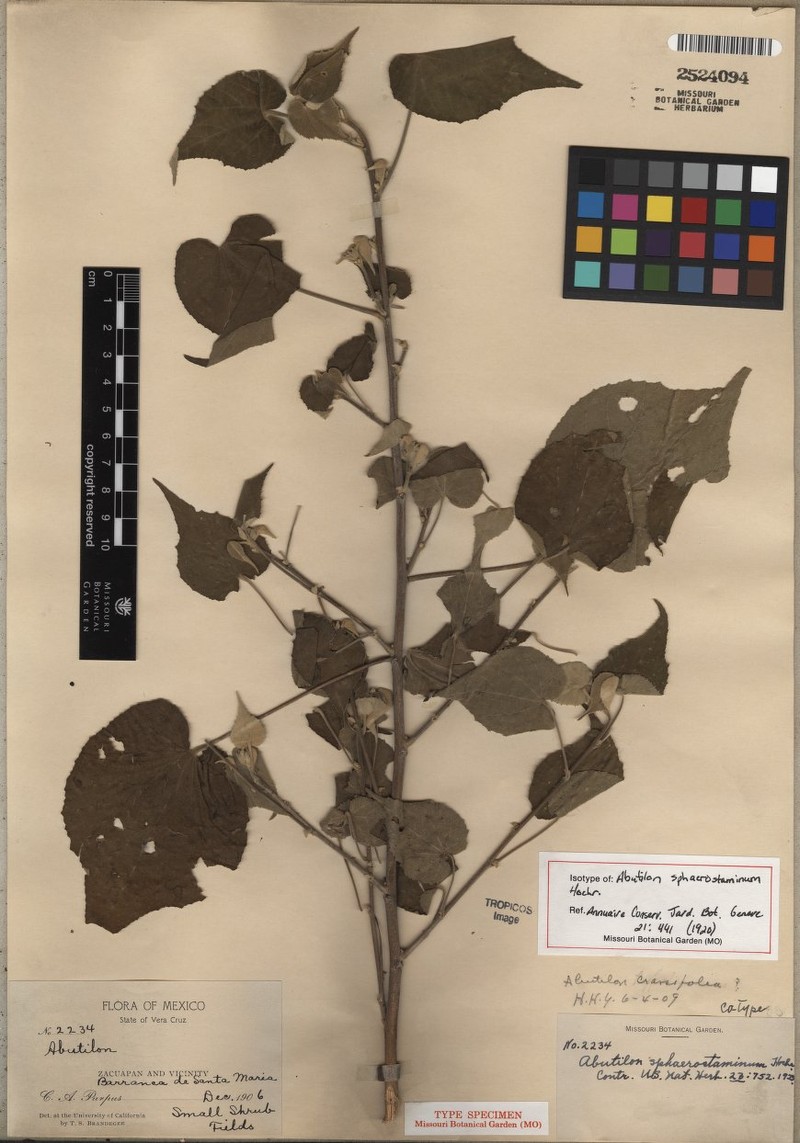 Abutilon sphaerostaminum photo 3
