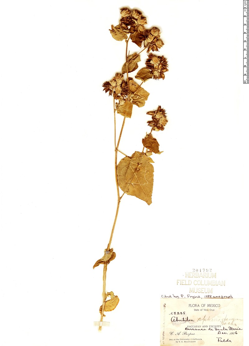 Abutilon sphaerostaminum photo 4
