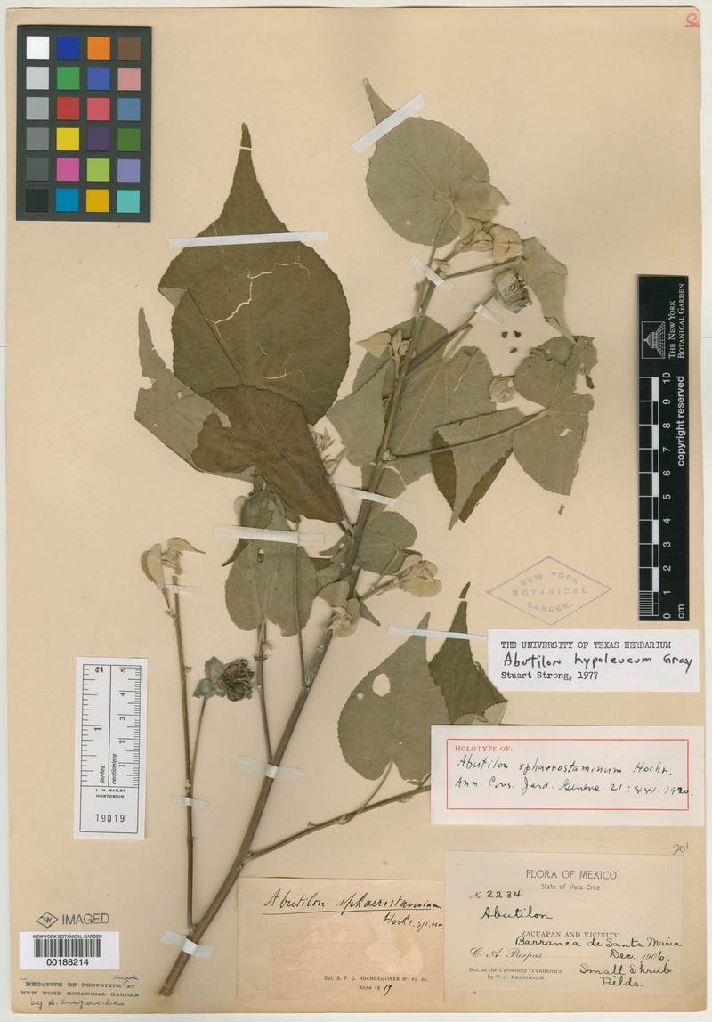 Abutilon sphaerostaminum photo 5