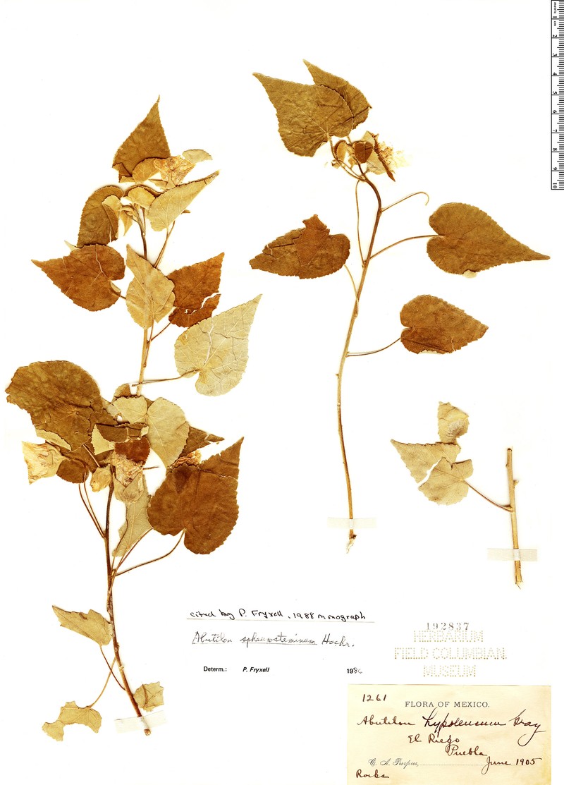 Abutilon sphaerostaminum photo 6