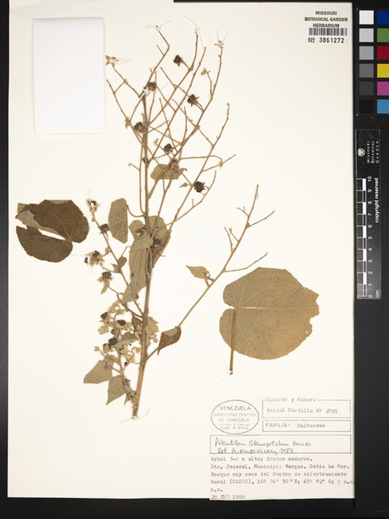 Abutilon stenopetalum