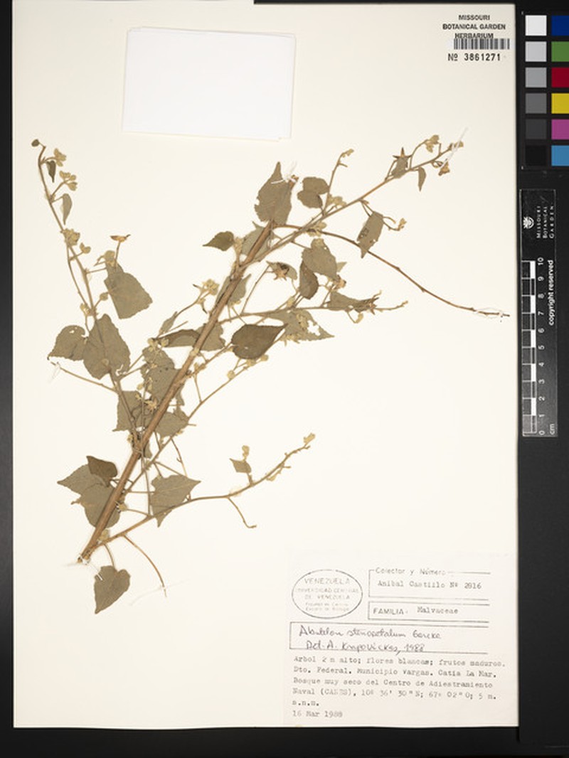 Abutilon stenopetalum photo 2