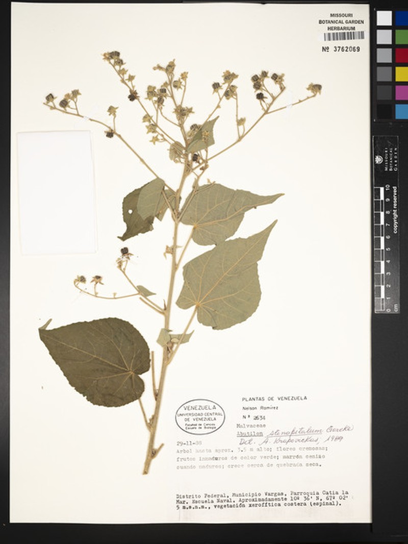 Abutilon stenopetalum photo 3