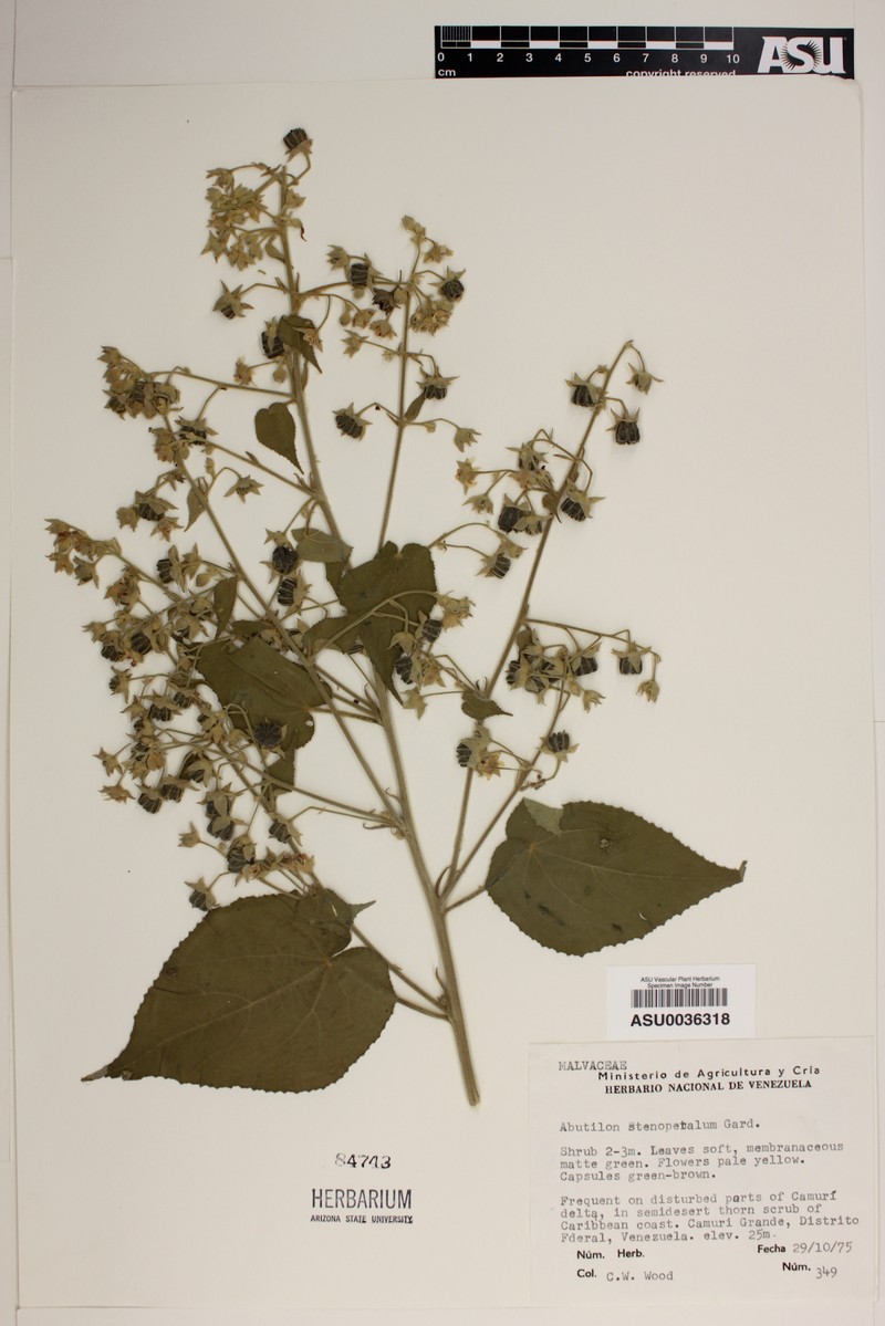 Abutilon stenopetalum photo 4
