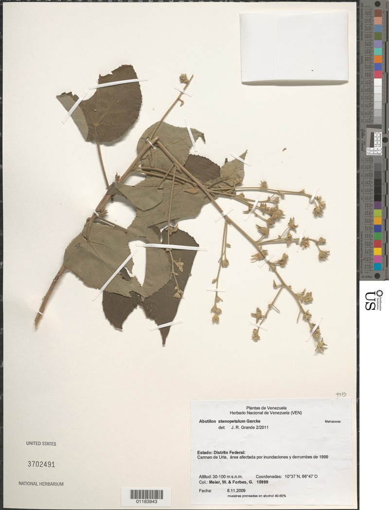 Abutilon stenopetalum photo 5