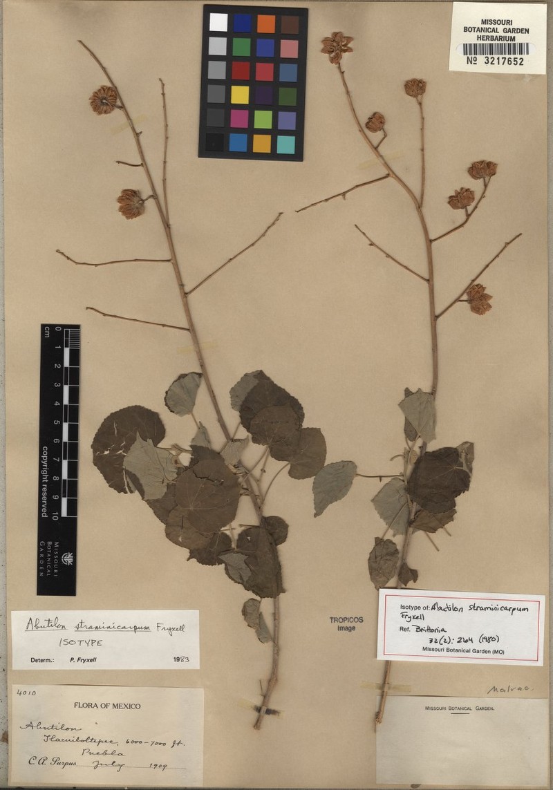 Abutilon straminicarpum