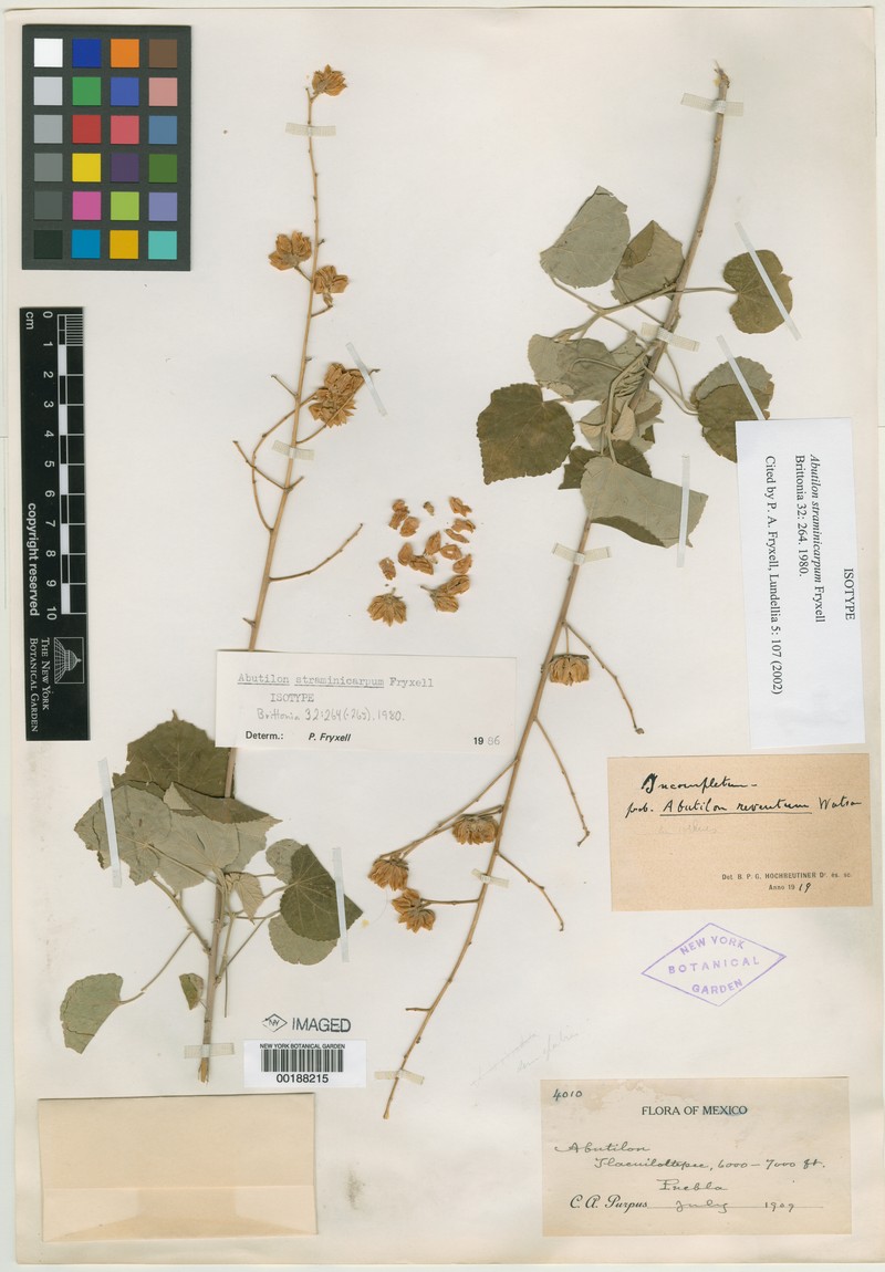 Abutilon straminicarpum photo 2