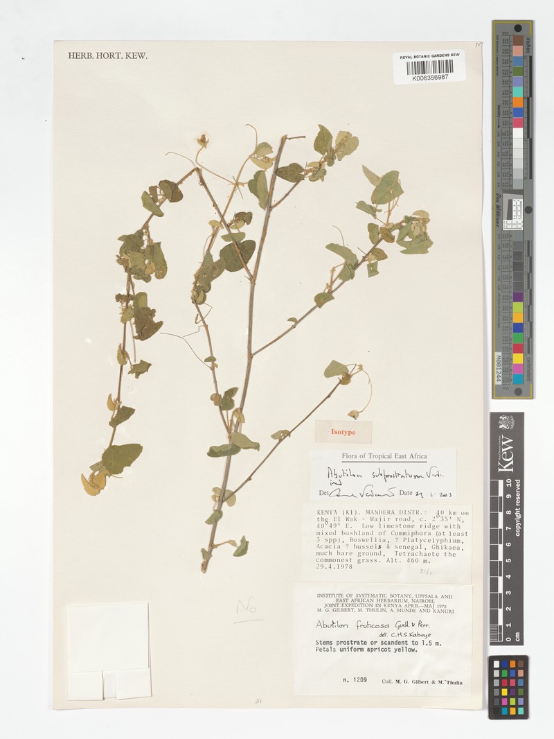 Abutilon subprostratum