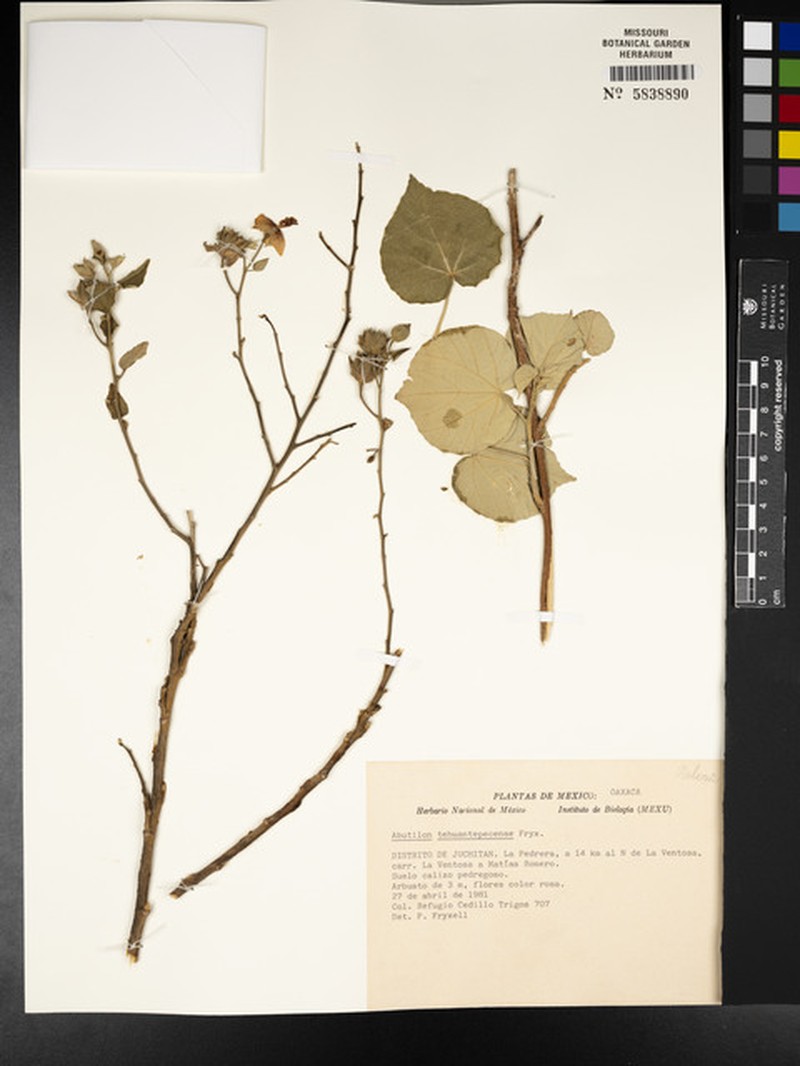 Abutilon tehuantepecense