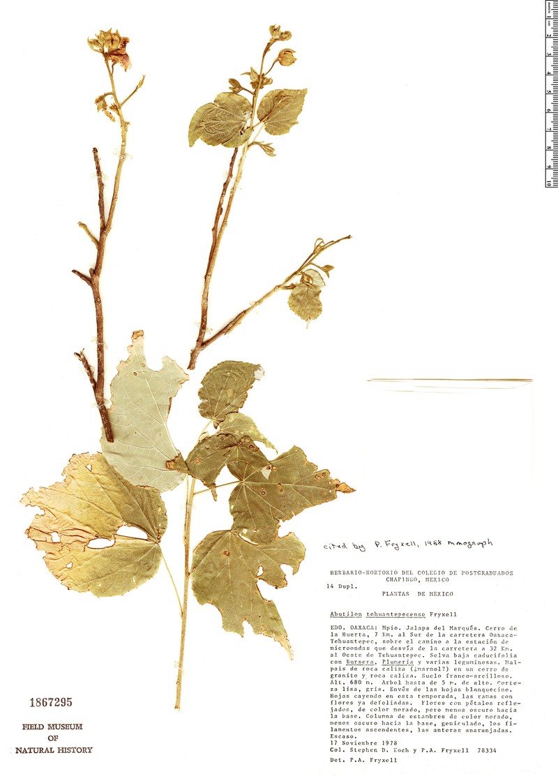 Abutilon tehuantepecense photo 2