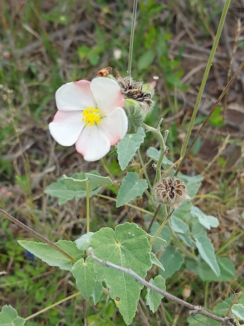 Abutilon terminale photo 2