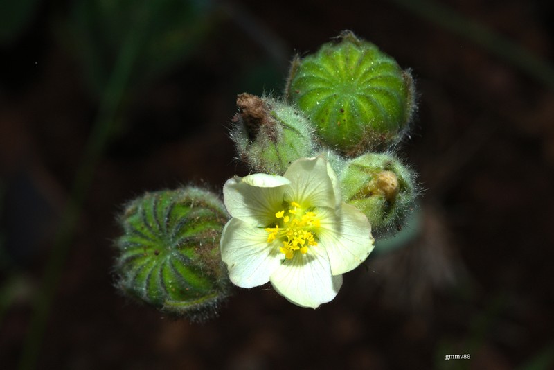 Abutilon terminale photo 3