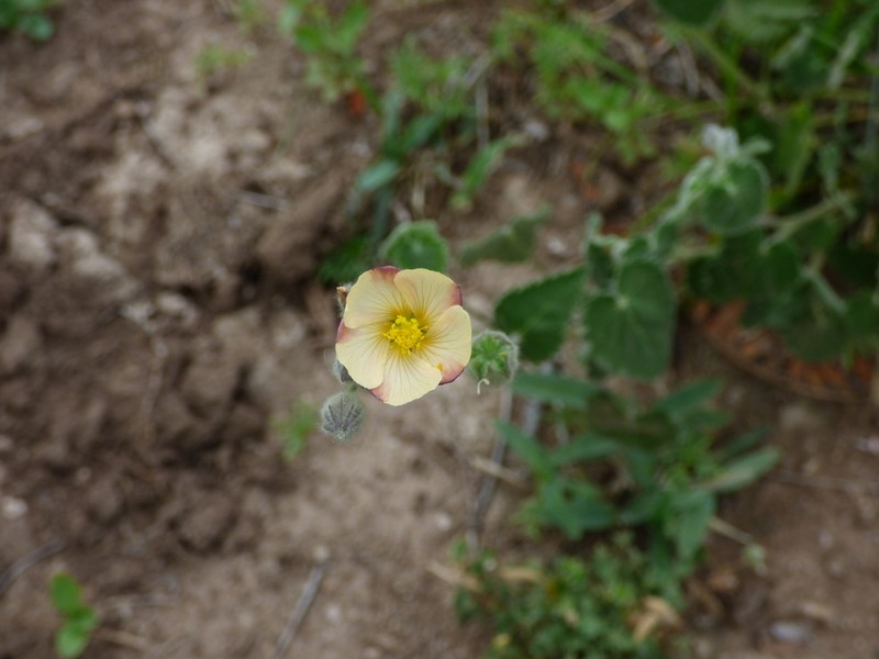 Abutilon terminale photo 4