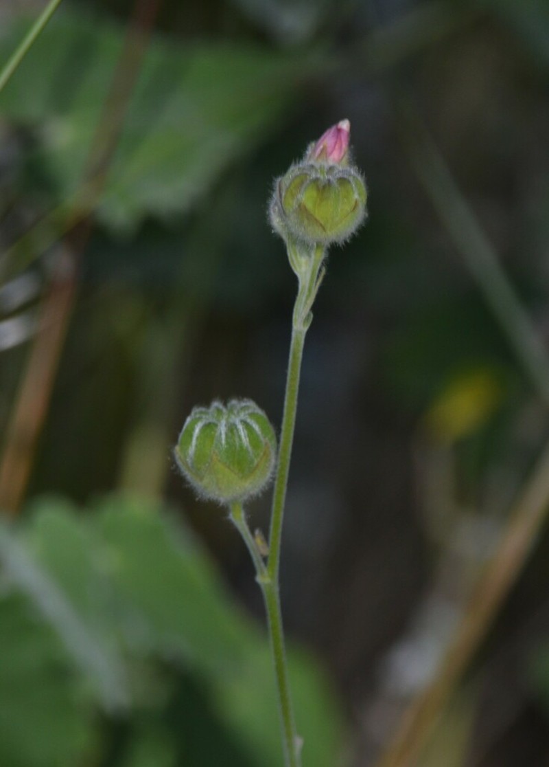 Abutilon terminale photo 5