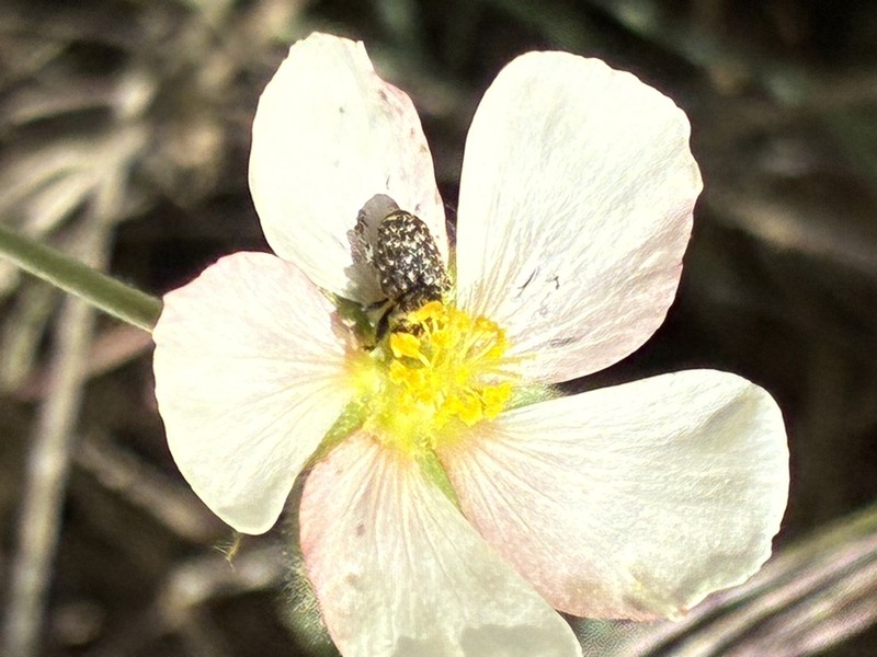 Abutilon terminale photo 8