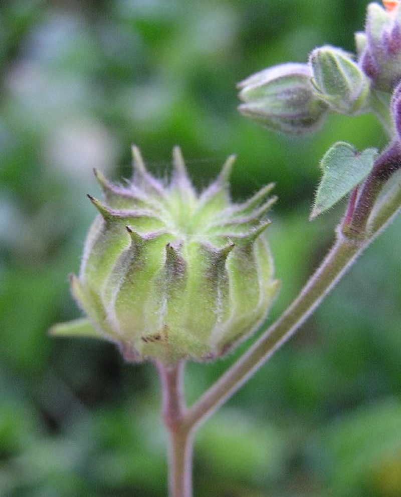 Velvetleaf photo 2