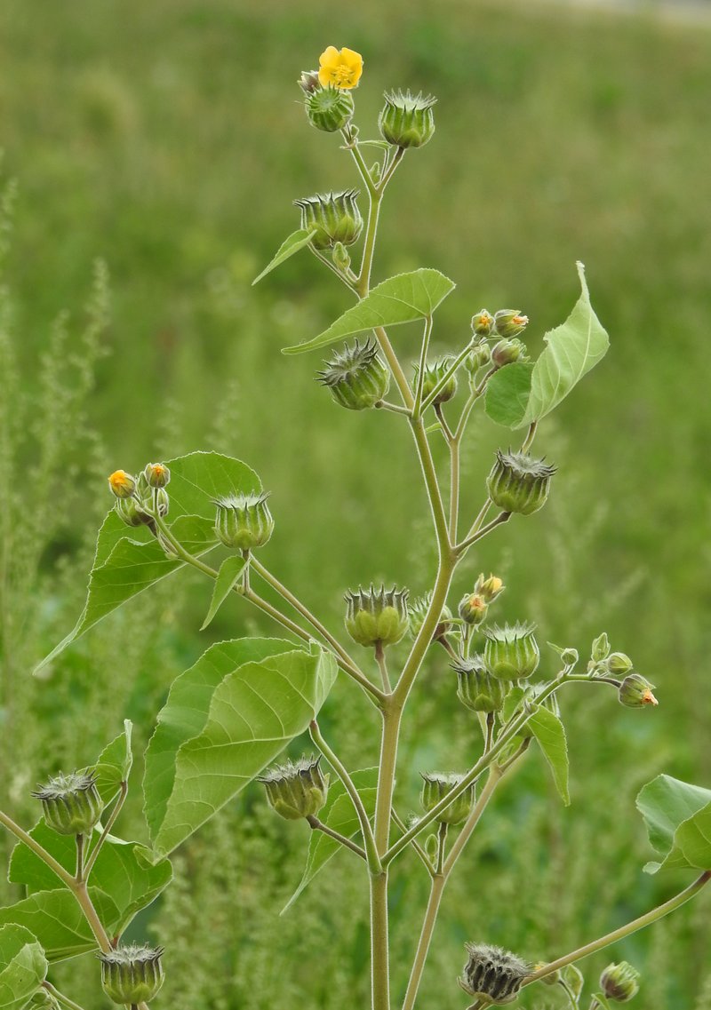 Velvetleaf photo 4