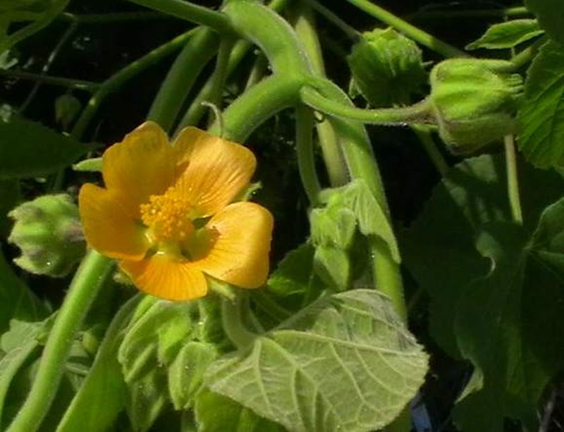 Velvetleaf photo 5
