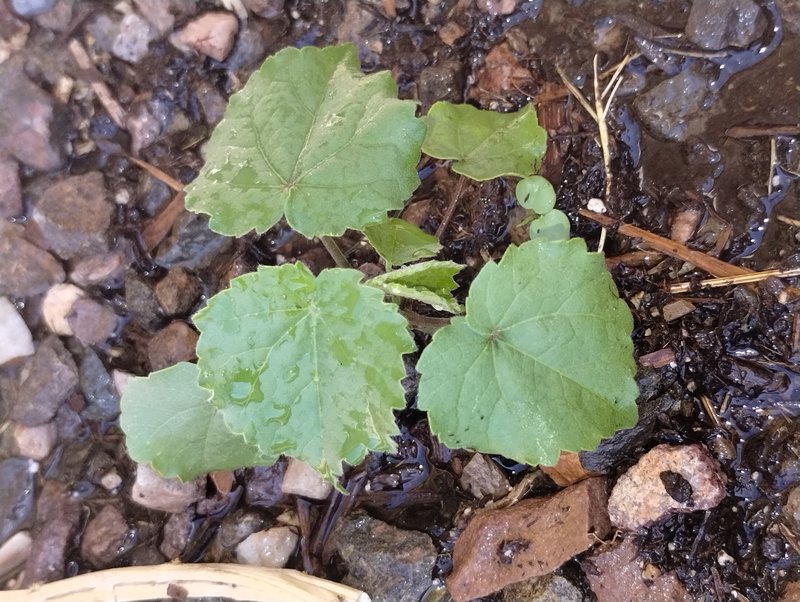 Velvetleaf photo 6
