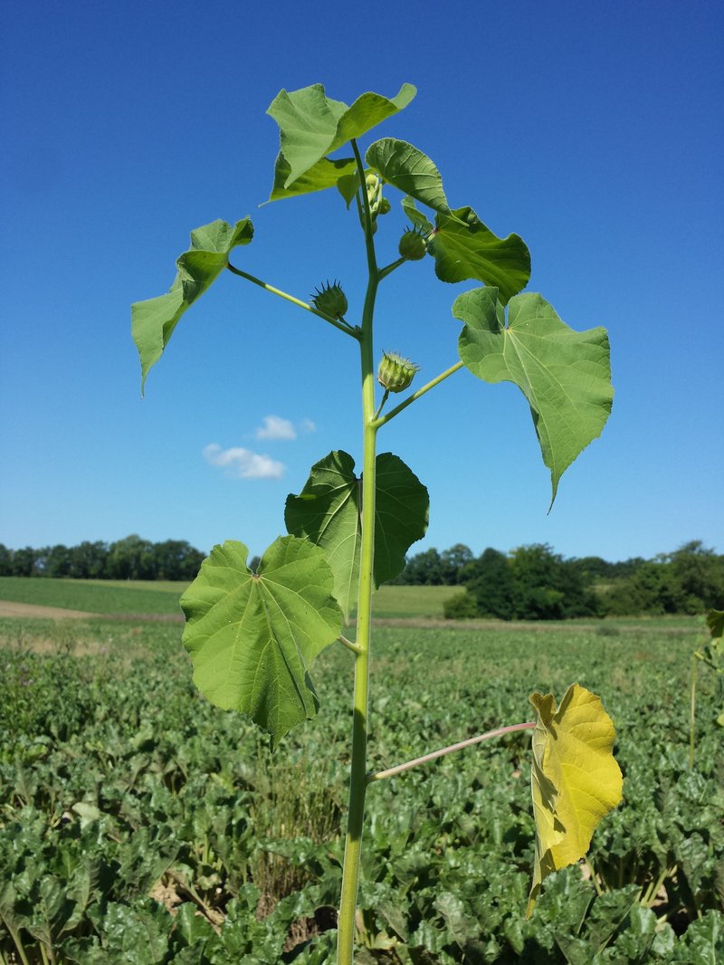 Velvetleaf