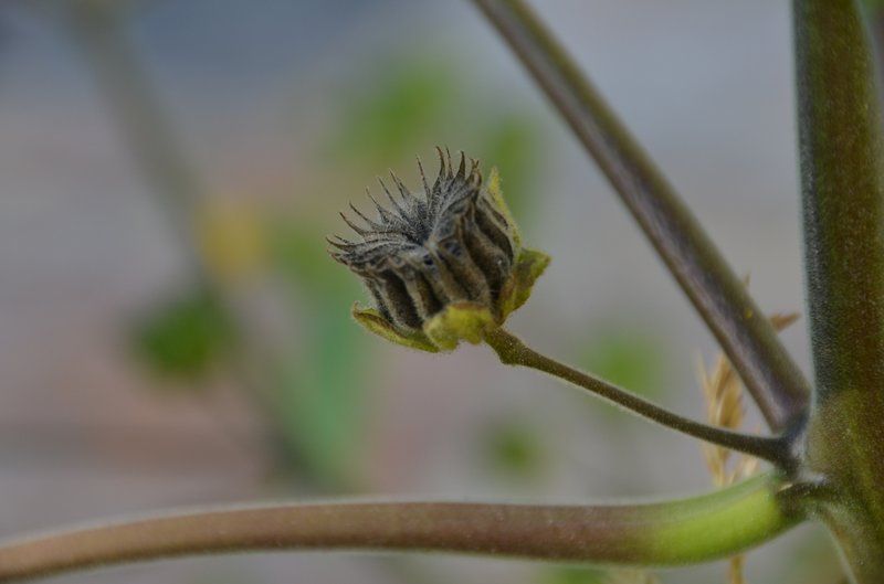Velvetleaf photo 7