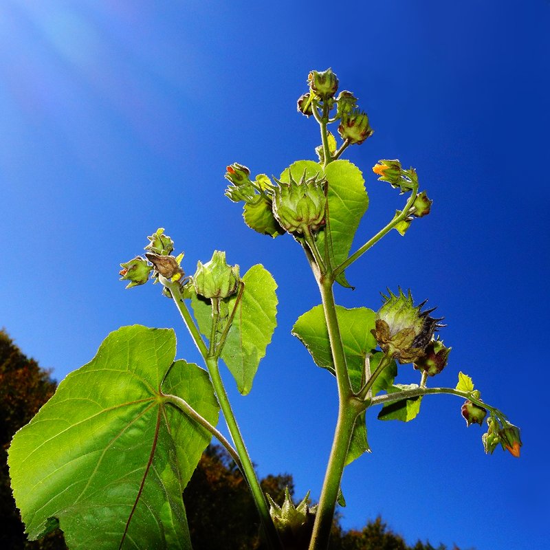 Velvetleaf photo 8