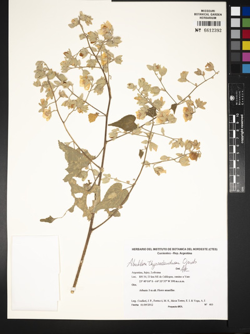 Abutilon thyrsodendron