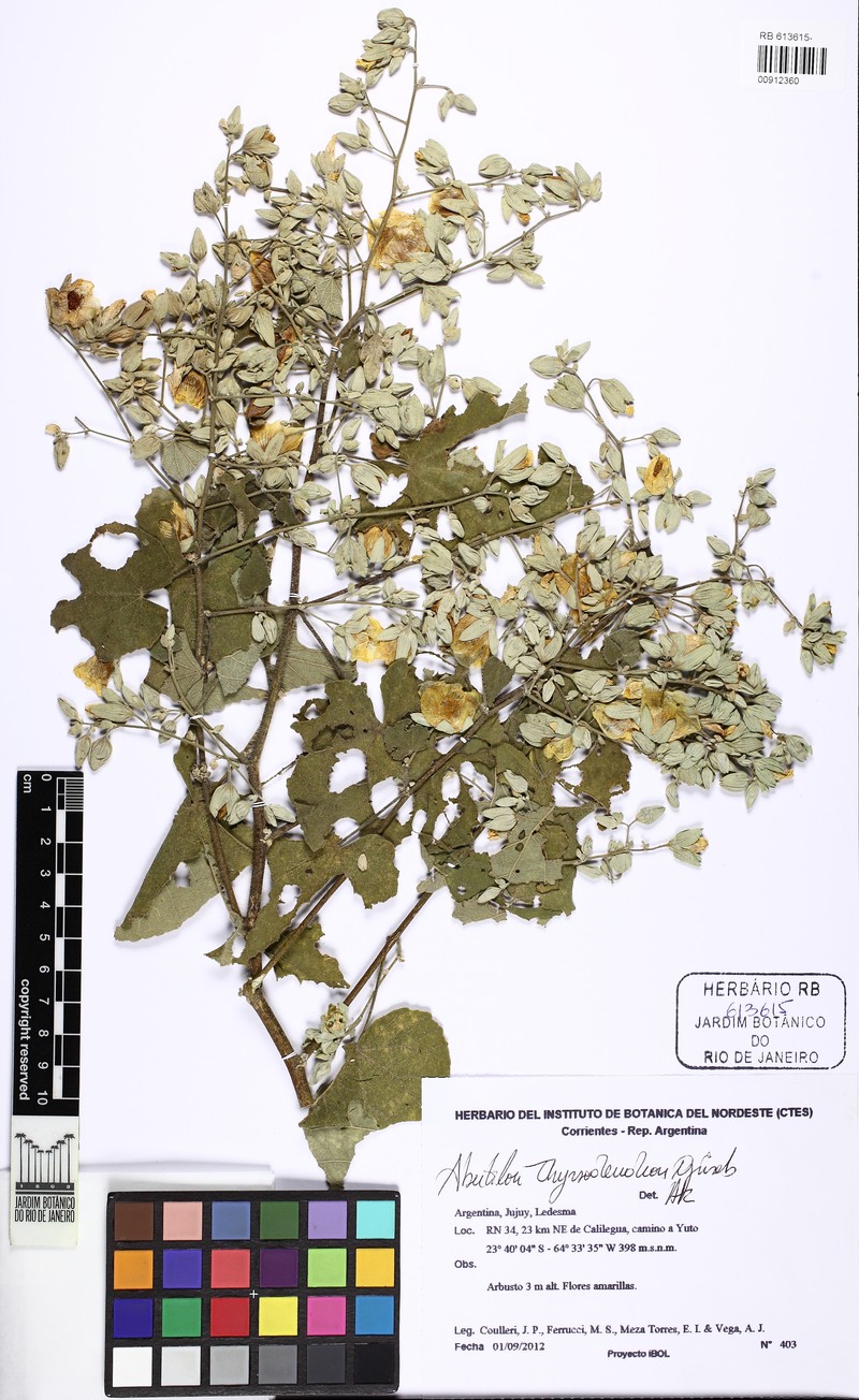 Abutilon thyrsodendron photo 2