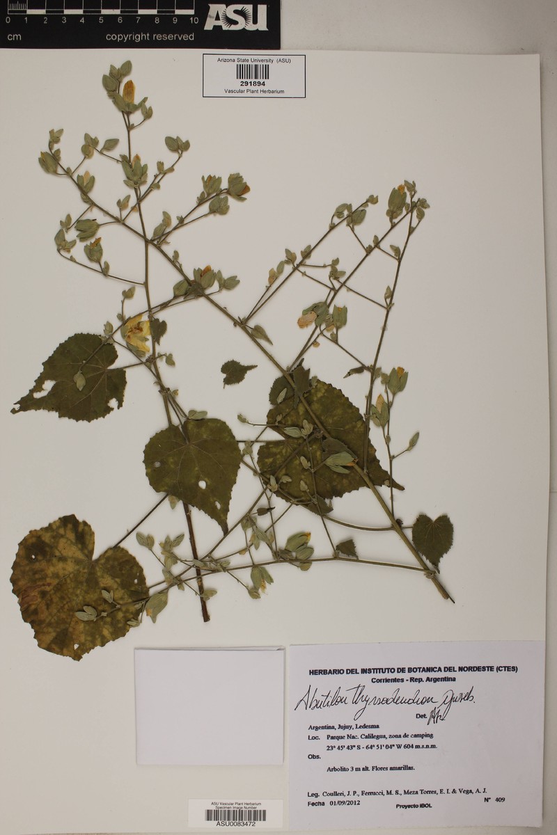 Abutilon thyrsodendron photo 3